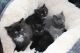 British Longhair Cats for sale in South Carolina Ave SE, Washington, DC 20003, USA. price: NA