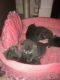 British Longhair Cats for sale in 229th Dr, Live Oak, FL 32060, USA. price: $400