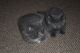 British Longhair Cats for sale in 904 FL-436, Altamonte Springs, FL 32714, USA. price: NA