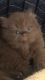 British Longhair Cats for sale in Valley Stream, NY, USA. price: NA