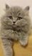 British Longhair Cats for sale in Valley Stream, NY, USA. price: NA