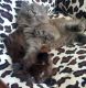 British Longhair Cats for sale in Long Beach, CA, USA. price: NA
