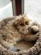 British Longhair Cats for sale in Neptune City, NJ, USA. price: NA