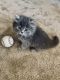 British Longhair Cats for sale in Miami, FL, USA. price: $500
