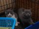 British Longhair Cats for sale in Los Angeles, CA, USA. price: $400