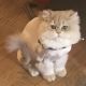 British Longhair Cats for sale in Gainesville, GA, USA. price: NA