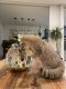 British Semi-Longhair Cats