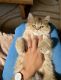British Semi-Longhair Cats for sale in Bradenton, FL, USA. price: NA