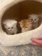 British Semi-Longhair Cats for sale in Louisville, KY, USA. price: NA