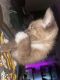 British Semi-Longhair Cats for sale in Vista, CA, USA. price: $450