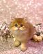 British Semi-Longhair Cats for sale in Dallas, TX, USA. price: NA