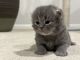 British Semi-Longhair Cats for sale in Woodbridge, CT 06525, USA. price: NA