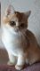 British Semi-Longhair Cats for sale in Clive Dr SW, Cedar Rapids, IA 52404, USA. price: $500