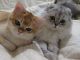 British Semi-Longhair Cats for sale in Old Starkville Rd, Mississippi, USA. price: $500