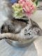 British Semi-Longhair Cats for sale in Monroe, NC 28110, USA. price: $700
