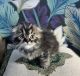 British Semi-Longhair Cats for sale in San Francisco, CA, USA. price: $900