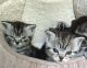 British Semi-Longhair Cats for sale in Chicago, IL, USA. price: NA