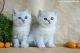 British Semi-Longhair Cats for sale in Huntington Beach, CA, USA. price: NA