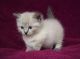 British Semi-Longhair Cats for sale in Abbeville, AL 36310, USA. price: NA