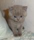 British Semi-Longhair Cats for sale in Houston, TX, USA. price: NA