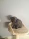 British Semi-Longhair Cats for sale in Buffalo, NY, USA. price: NA