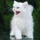 British Semi-Longhair Cats