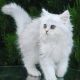 British Semi-Longhair Cats for sale in North Miami Beach, FL 33160, USA. price: NA