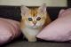 British Semi-Longhair Cats for sale in Portland, OR, USA. price: NA