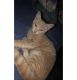 British Semi-Longhair Cats for sale in Gilbert, AZ, USA. price: NA