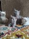 British Shorthair Cats for sale in Dallas, TX, USA. price: $850