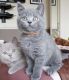 British Shorthair Cats for sale in Raymond Ave, Santa Monica, CA 90405, USA. price: NA