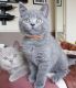 British Shorthair Cats for sale in Lombard St, San Francisco, CA, USA. price: $700