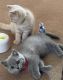 British Shorthair Cats for sale in OK-66, Claremore, OK, USA. price: $750