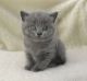 British Shorthair Cats for sale in Worcester County, MA, USA. price: $500