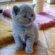 British Shorthair Cats for sale in New York, NY 10011, USA. price: $700