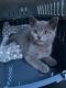 British Shorthair Cats for sale in Garden City, NY, USA. price: NA