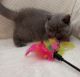 British Shorthair Cats for sale in Concord, NH, USA. price: $650
