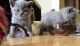 British Shorthair Cats for sale in Chicago, IL 60614, USA. price: $699