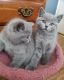 British Shorthair Cats for sale in Sacramento, CA, USA. price: $750