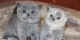British Shorthair Cats for sale in Portland, OR 97229, USA. price: $690