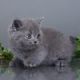 British Shorthair Cats for sale in Denver, CO 80202, USA. price: $700