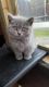 British Shorthair Cats for sale in Sacramento County, CA, USA. price: $700