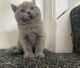 British Shorthair Cats for sale in Oakland, CA, USA. price: NA