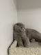 British Shorthair Cats for sale in Fort Lee, NJ 07024, USA. price: $1