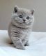 British Shorthair Cats for sale in Zephyrhills, FL, USA. price: $750