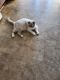 British Shorthair Cats for sale in Downey, CA, USA. price: NA