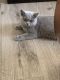 British Shorthair Cats for sale in Temecula, CA, USA. price: NA