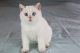 British Shorthair Cats for sale in San Diego, CA, USA. price: $3,000