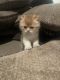British Shorthair Cats for sale in Knoxville, TN, USA. price: NA