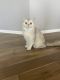 British Shorthair Cats for sale in Aurora, IL, USA. price: $1,000